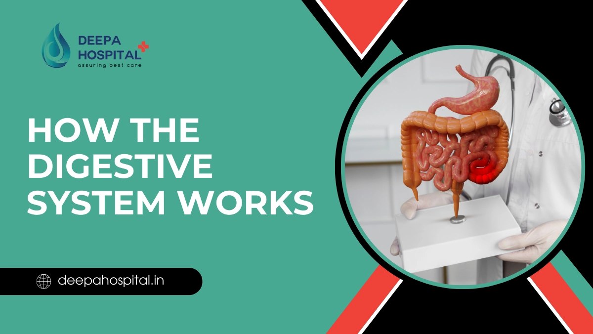 How the Digestive System Works