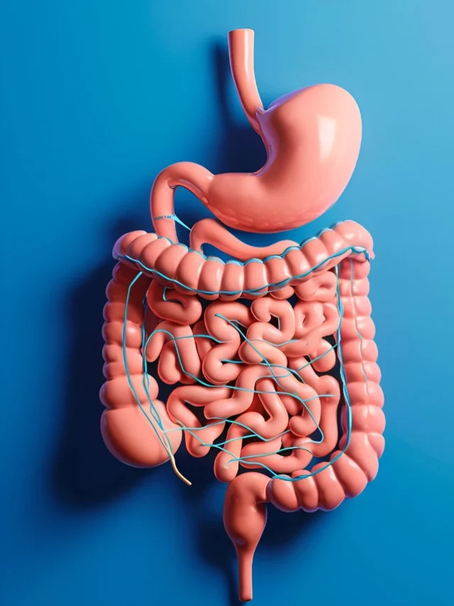 How The Digestive System Works