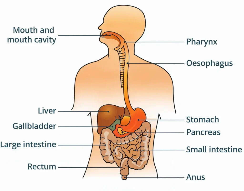 How the Digestive System Works
