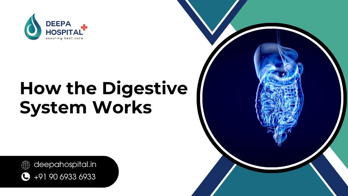 How the Digestive System Works