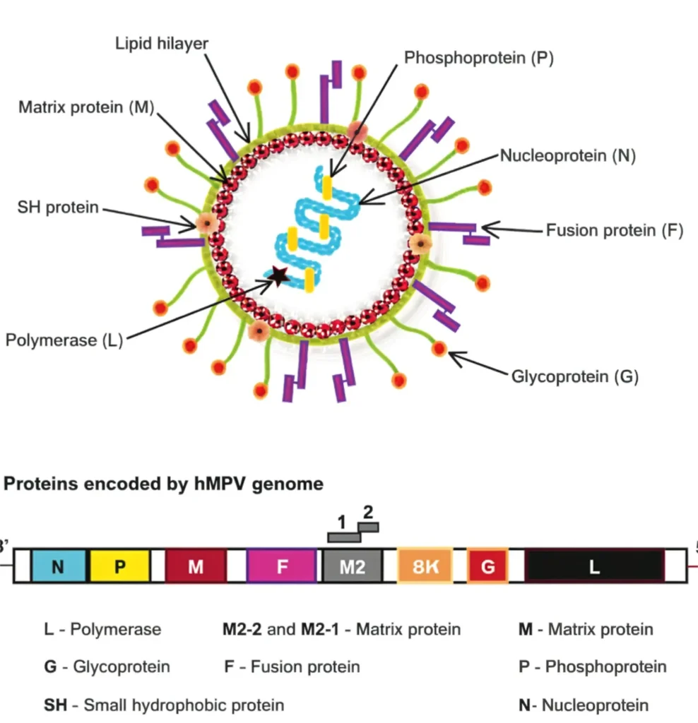Human Metapneumovirus Infection
